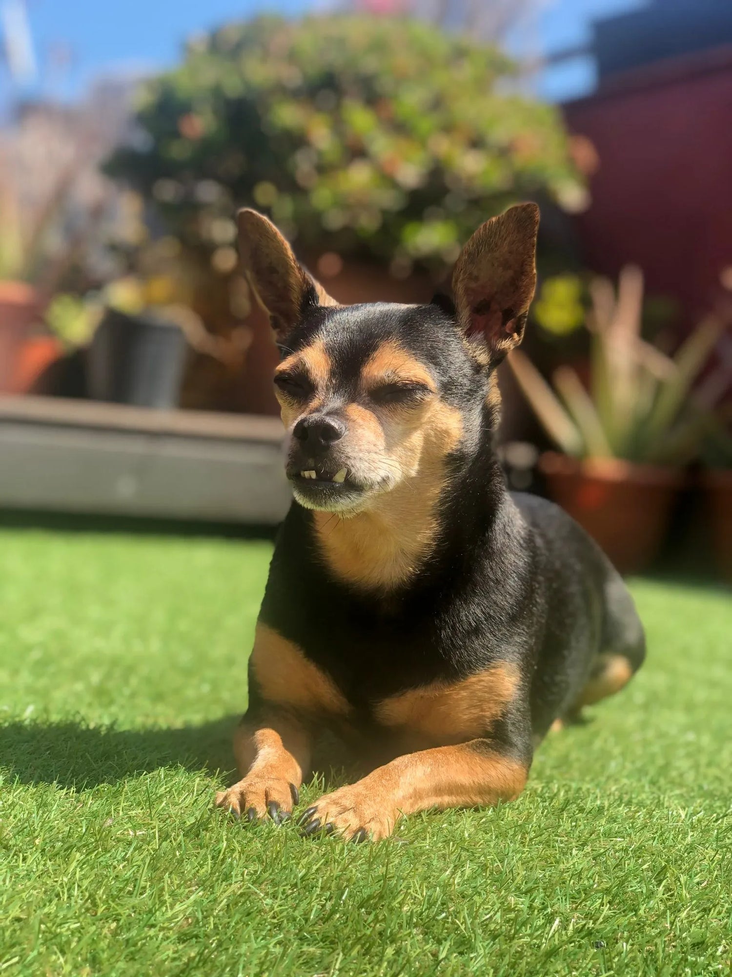 Dog lying on grass with potted plants in the background